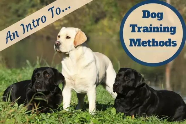 Training Techniques for Different Dog Breeds