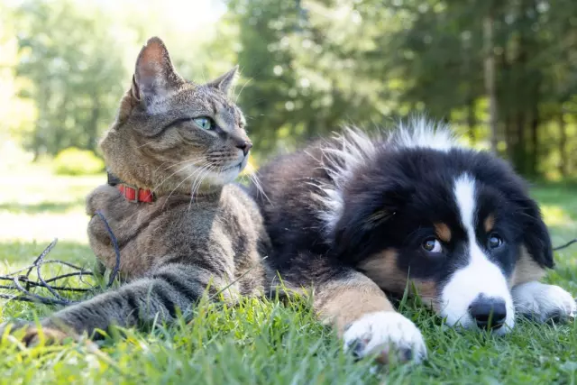 Training Tips for Cats and Dogs