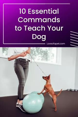 Training Your Dog: Essential Commands and Techniques