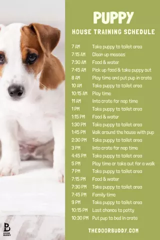 Training Your House Dog: Essential Tips and Tricks