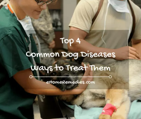 Understanding and Preventing Common Dog Illnesses