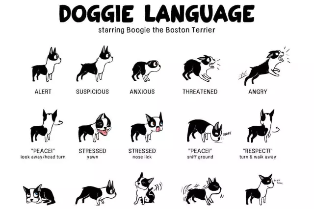 Understanding Canine Body Language: A Comprehensive Guide