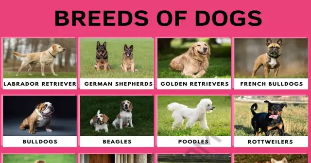 Understanding Different Dog Breed Temperaments