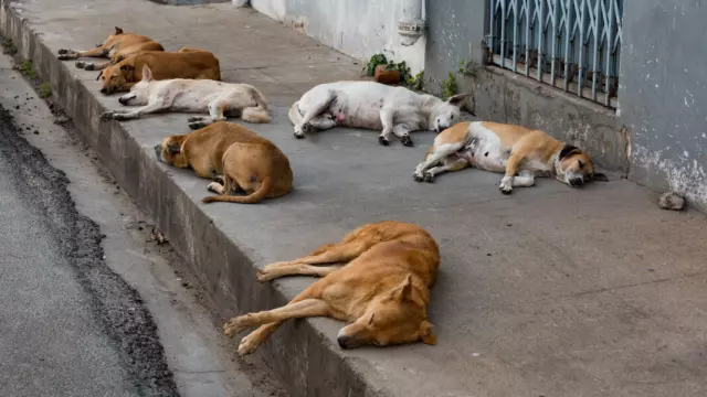 Understanding the Behavioral Patterns of Stray Dogs