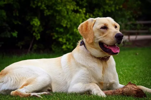 Understanding the Behavioral Traits of Sporting Dog Breeds