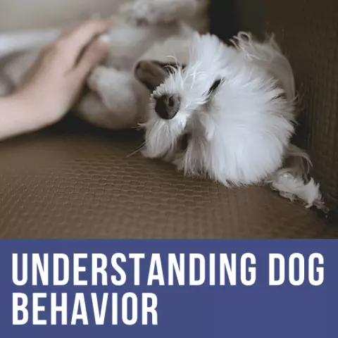 Understanding the Connection Between Dog Behavior and Human Health